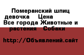 Померанский шпиц девочка  › Цена ­ 50 000 - Все города Животные и растения » Собаки   